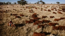 Jumlah sapi yang sangat banyak dan dipelihara di peternakan terpencil memungkinkan terjadinya pencurian dalam jumlah besar. Photo: Financial Time 