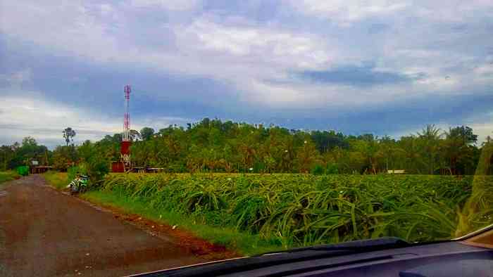 Tower telekomunikasi, kebun buah naga, berdampingan dengan petak padi siap panen. Suasana desa, segar di pandangan mata, juga oksigen murninya. Dokpri