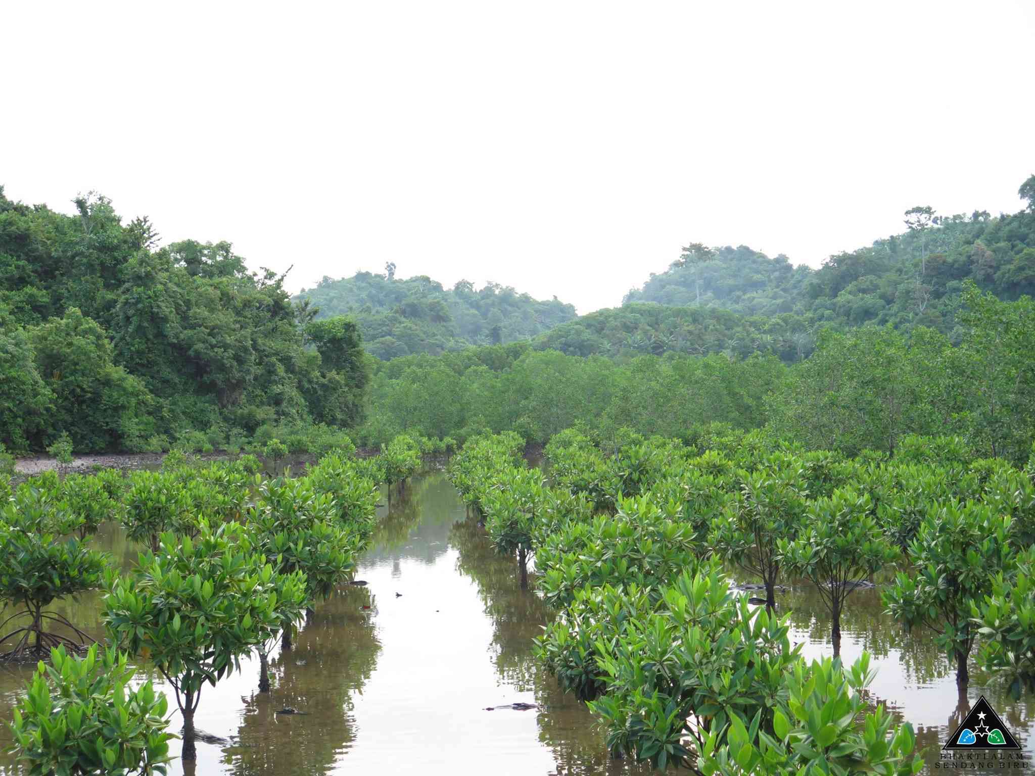 kawasan hutan mangrove di pantai Tiga warna (sumber gambar: facebook.com/cmctigawarna)