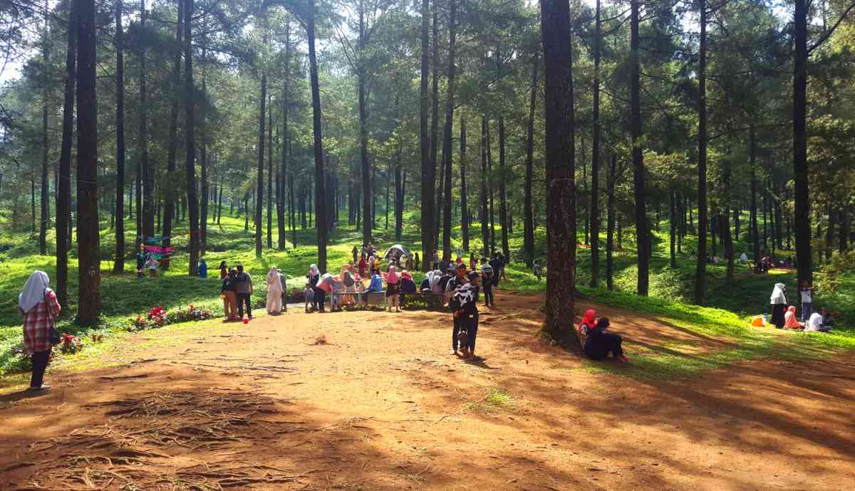 Hutan Pinus Limpakuwus yang asri dan bersih (dok.pribadi).