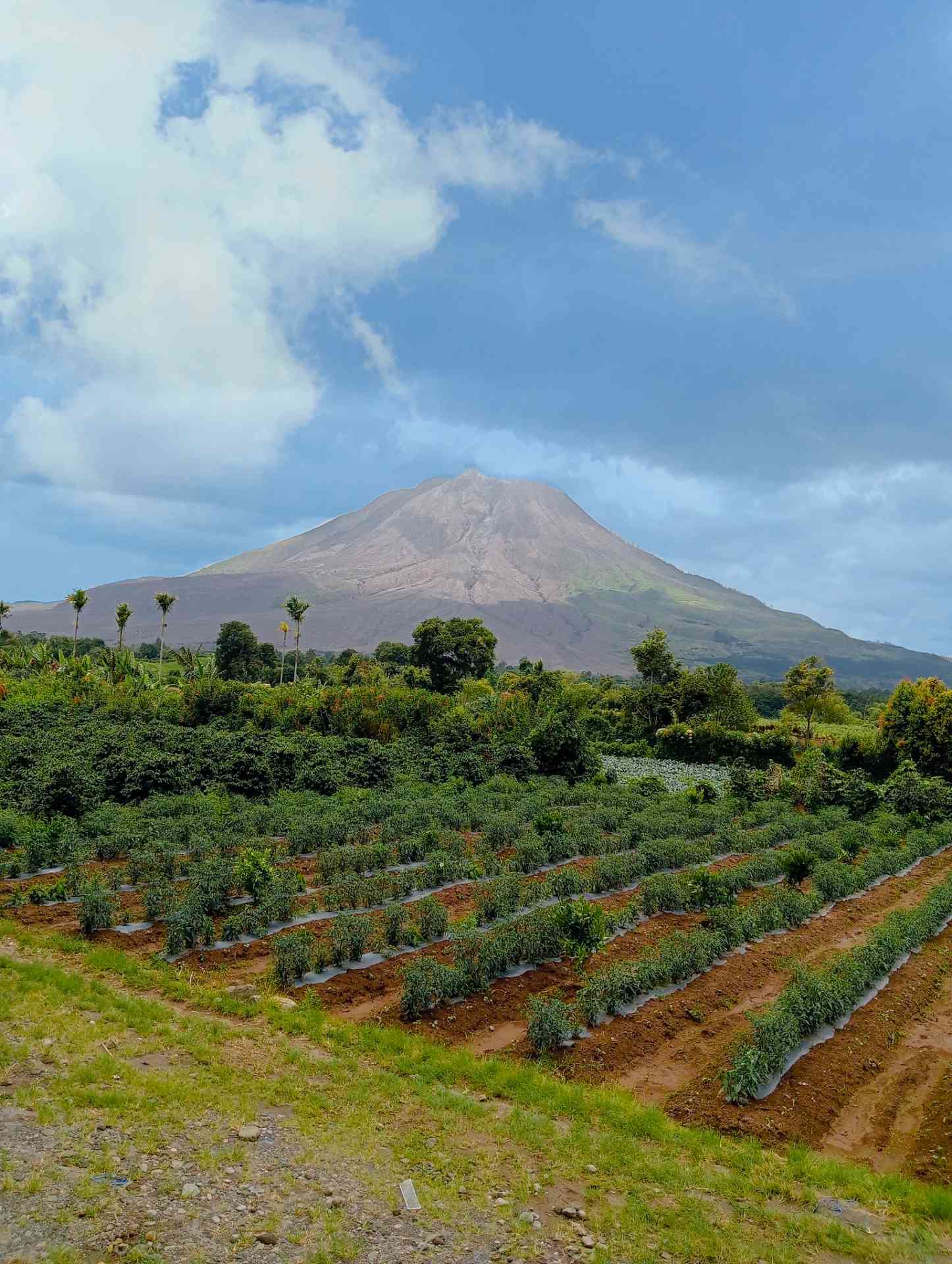 Gunung Sinabung diantara hamparan sawah menghijau dan langit biru (sumber:dokpri)