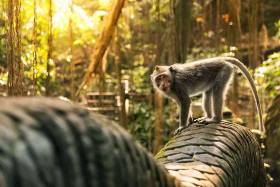 Sangeh Monkey Forest. Sumber: Kemenparekraft.go.id