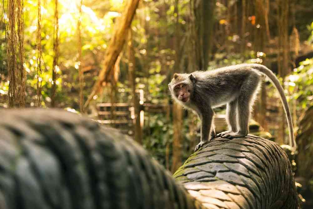 Sangeh Monkey Forest. Sumber: Kemenparekraft.go.id