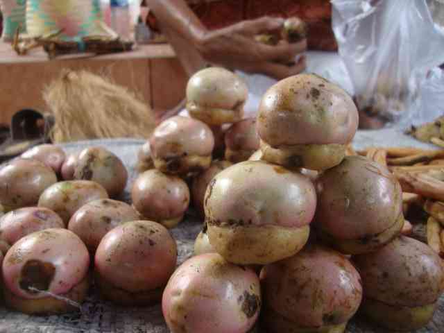 dok pri: Kalangkala buah dari Kalimantan Selatan. Rasanya sepert Alpukat, tetapi memakannya harus direndam terlebih dahulu, 2013