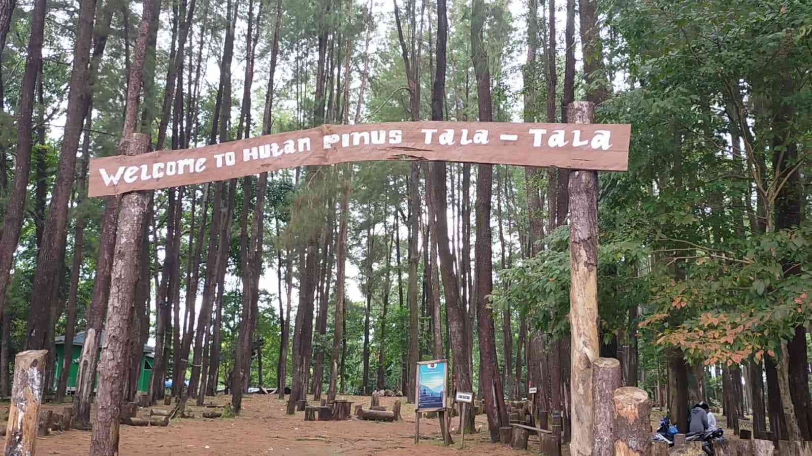 Hutan Pinus Tala-Tala, Maros, dikelola oleh Pokdarwis (dokumen pribadi)