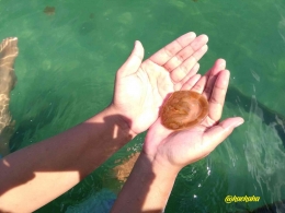 Dilarang Menangkap dan Memindahkan Ubur-ubur Laguna Kakaban | @kaekaha