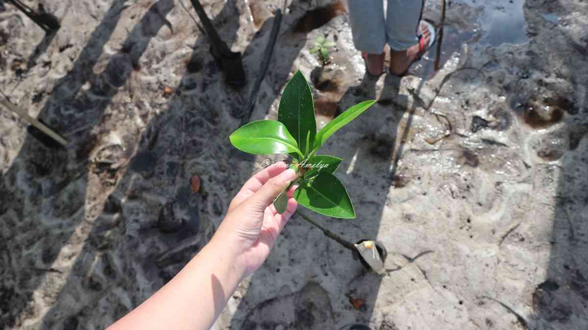 Menanam bibit bakau di Ekowisata Bahoi foto: Arai Amelya