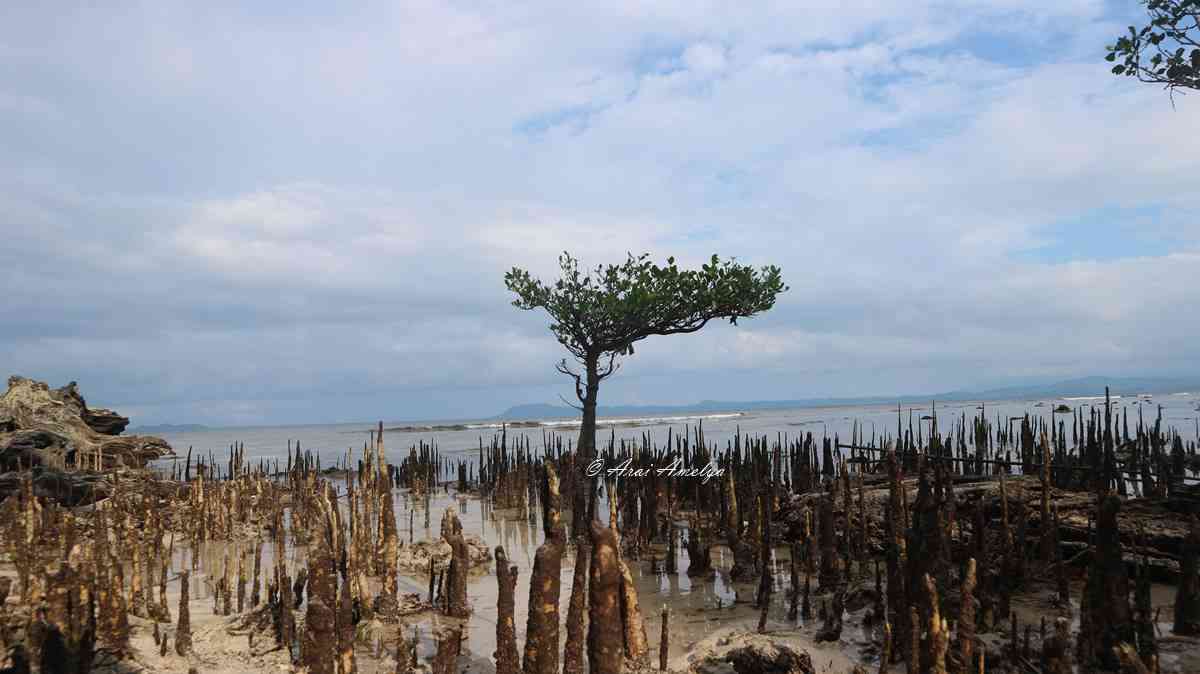 Tepi pantai Desa Ekowisata Bahoi foto: Arai Amelya