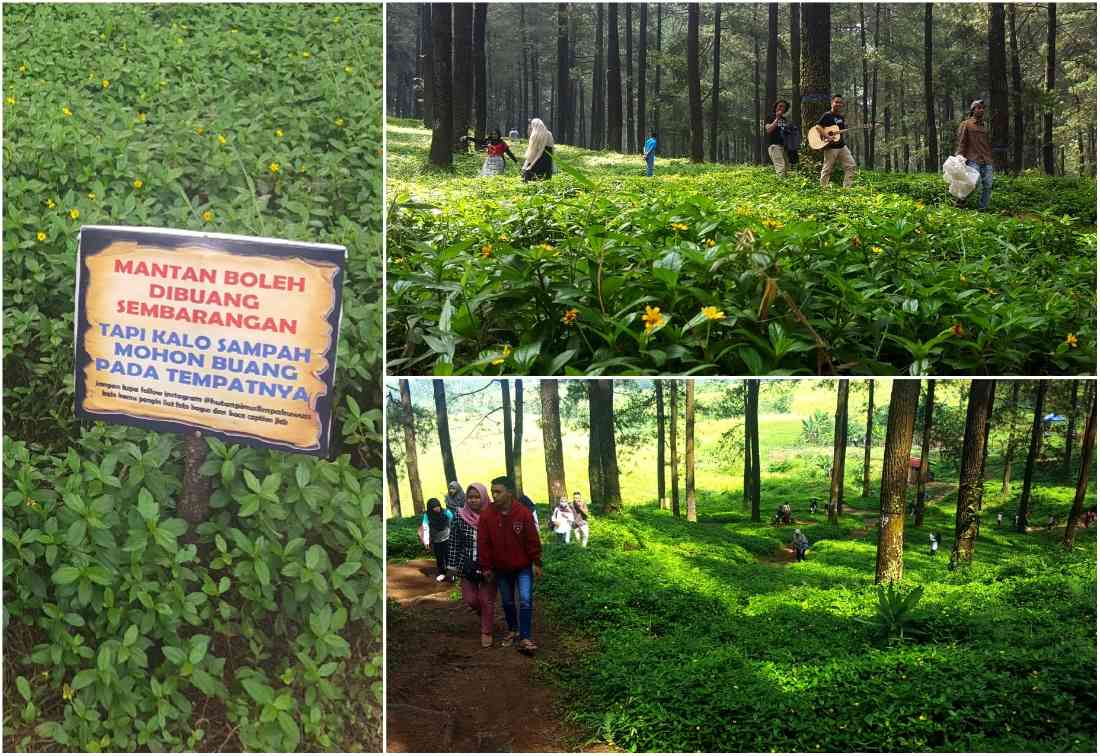 Hutan Pinus Limpakuwus (dok.pribadi).