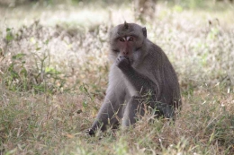 Monyet di Pantai Bama TN Baluran (dok. Bukanbocahbiasa.com)