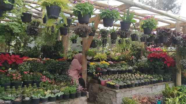 Pedagang bunga hias di Kebun Raya Cibodas (Dok. Didno)