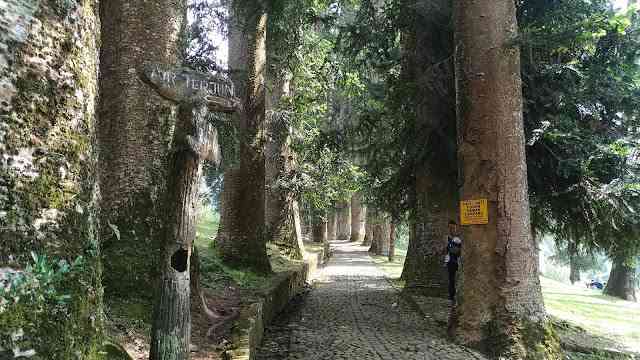 Pohon-pohon besar di Kebun Raya Cibodas (Dok. Didno)