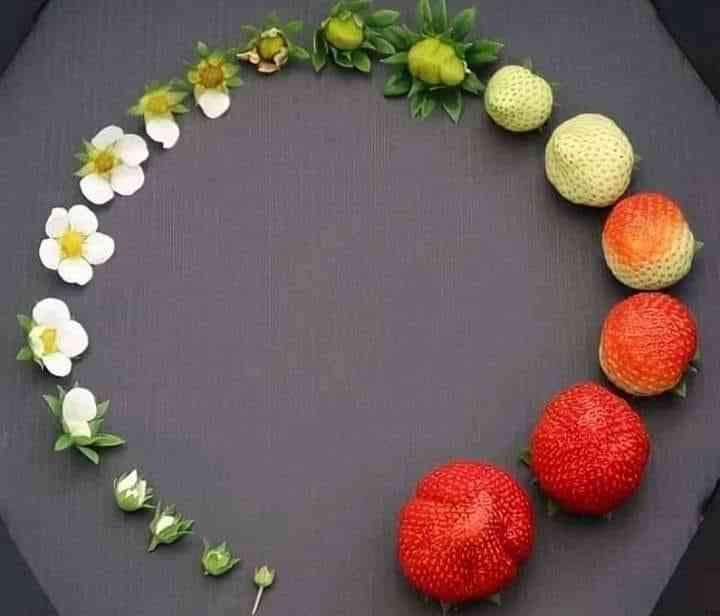 Alur menjadi buah strawberry/dokpri