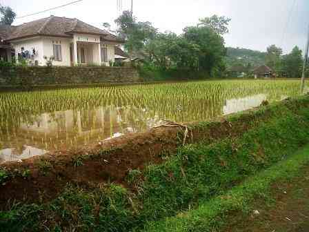 sawah di desa Taraju/Dokpri