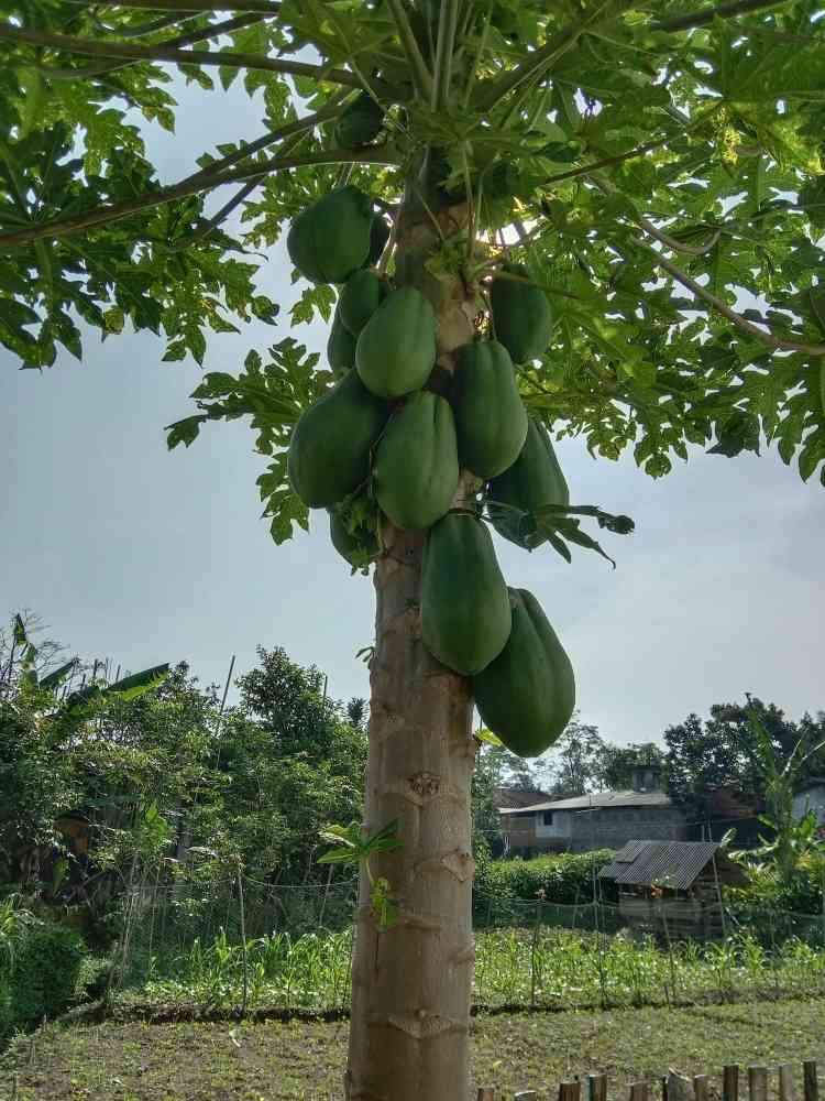 pohon pepaya di kebun sendiri/dokpri