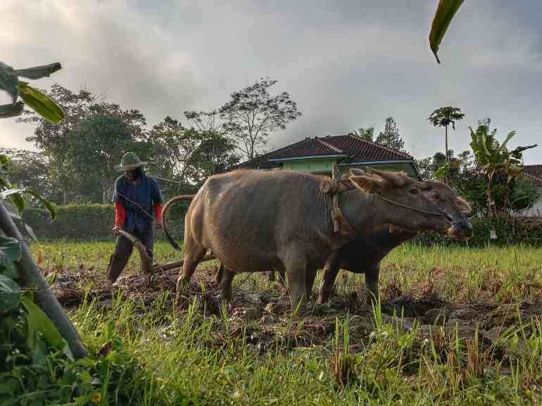 bajak sawah dengan kerbau/dokpri