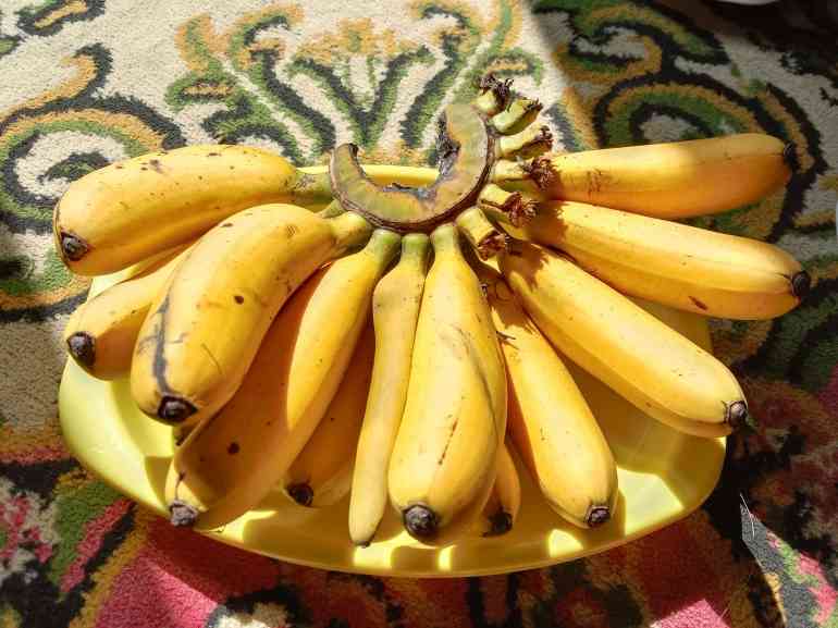 Pisang Emas dari kebun sendiri/dokpri