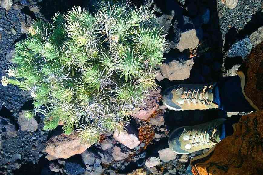 Mendaki Gunung Marapi, dengan keindahan tanaman edelweis yang tidak perlu dipetik atau dirusak. (Foto Akbar Pitopang)