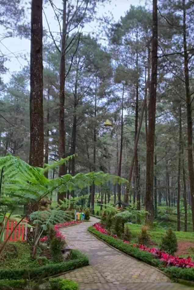 dokpri_hutan pinus limpakuwus