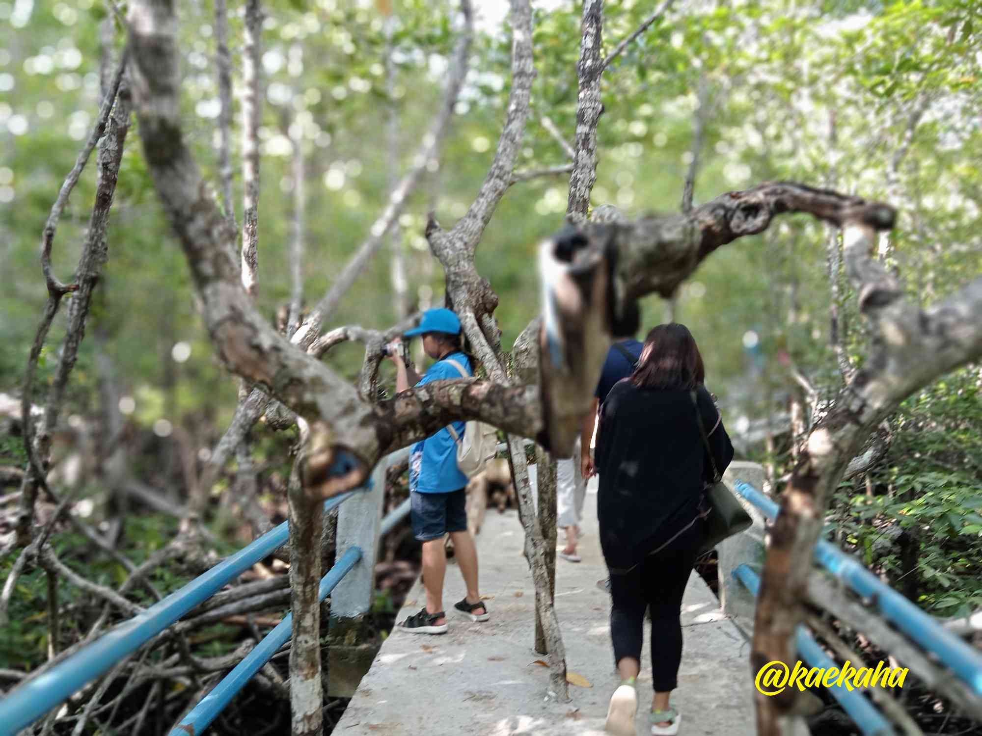 Menyusuri teduhnya hutan bakau Desa Bahoi | @kaekaha