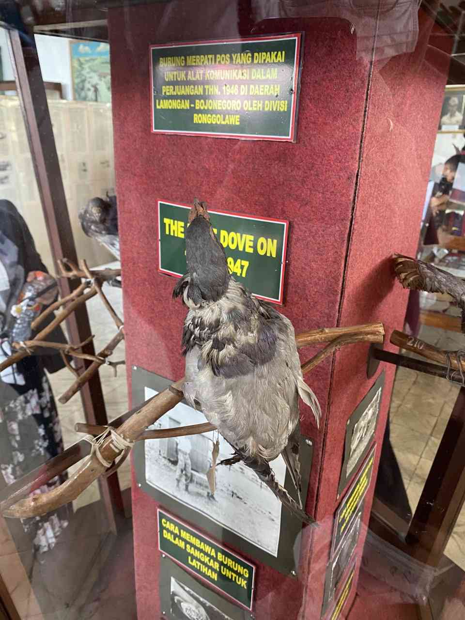 burung merpati yang diawetkan (dok.pri)