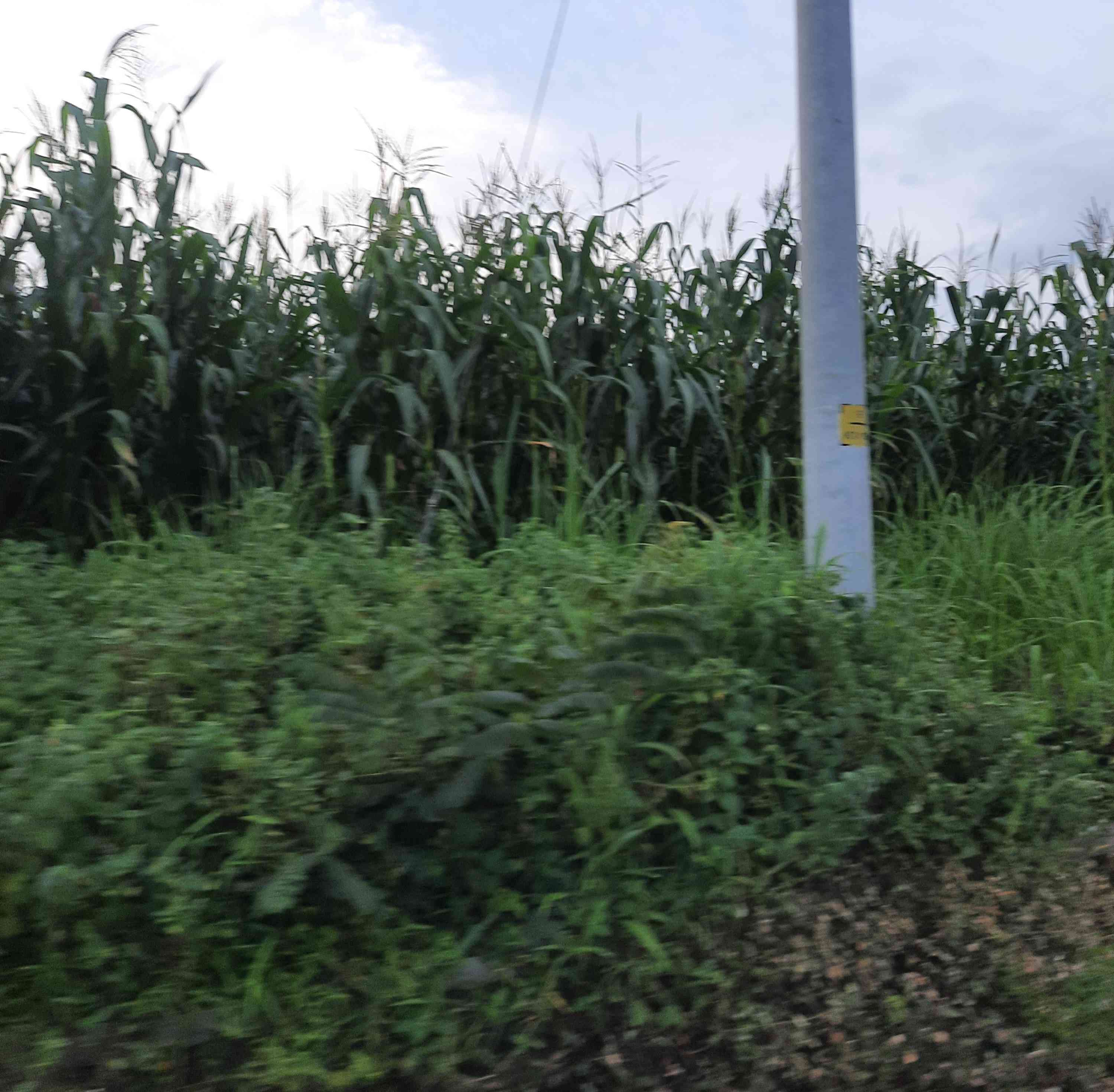 Foto tanaman jagung di ladang dan persawahan. Dokumen Yuliyanti