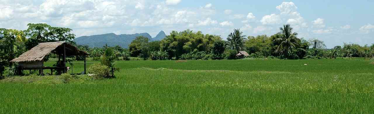 Tanaman padi yang menghijau di Sawah. (Image source from pixabay.com)