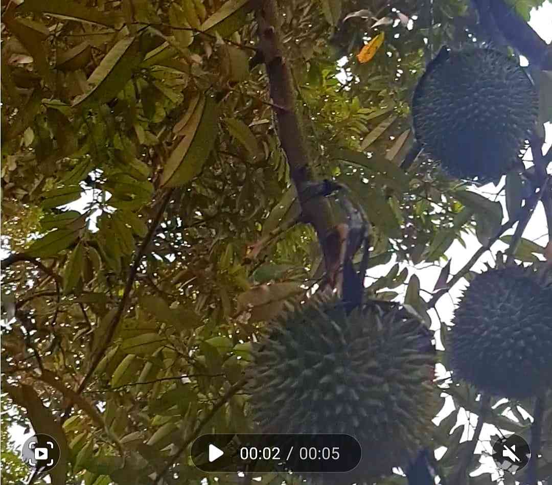 Duren Petruk kebanggan Jepara di kebun belakang rumah Bapak Ibu. Dok. Shita R