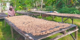 Ampas kelapa dijemur  agar jadi pliek u, Sumber [LIPUTAN GAMPONG NEWS]