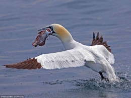                       Albatros berhasil mengangkap ikan :                       @National News & Pictures