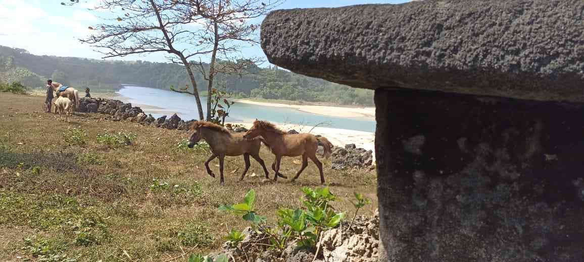 Kuda-kuda santai bermain di sekitaran Pantai Ratenggaro (sumber gambar: dokumen pribadi) 