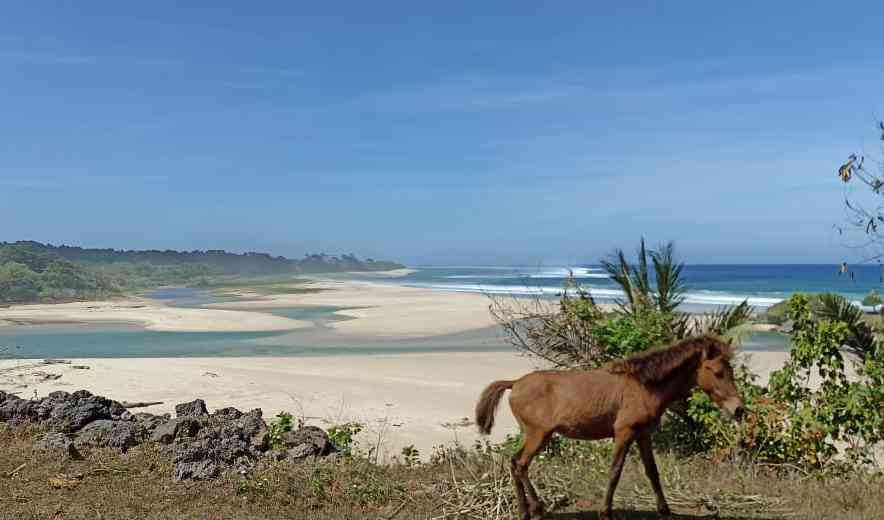 Pantai dengan pasir putih lembut dan kuda di Ratenggaro, kombinasi panorama yang unik dan menawan (sumber gambar: dokumen pribadi) 