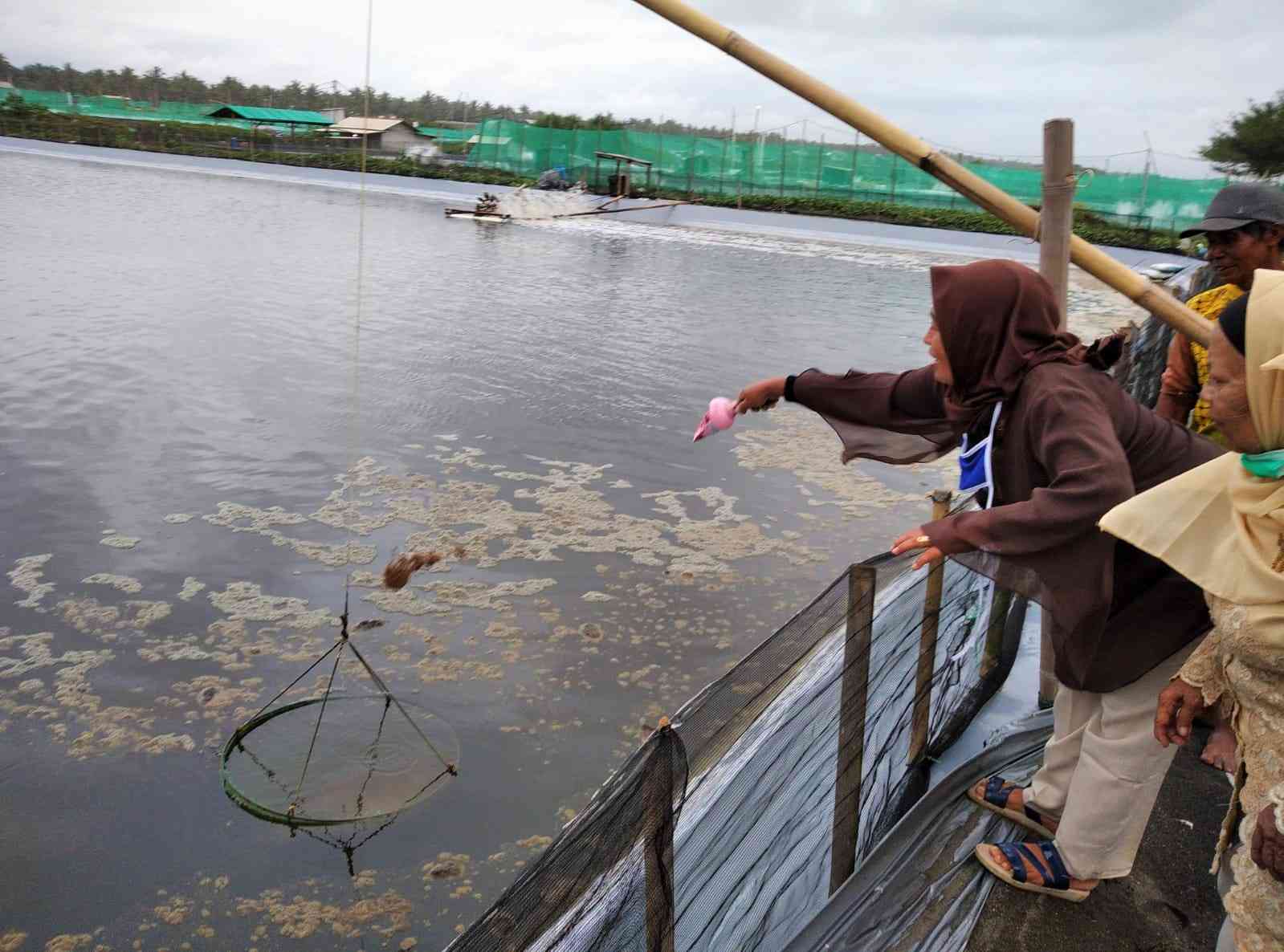 Tambak udang (dok.windhu)