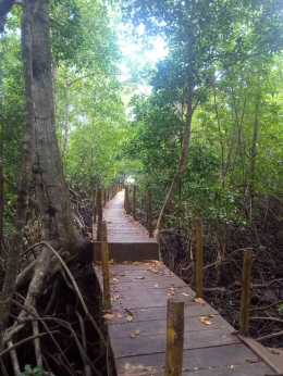 Hutan mangrove di tepi Pantai Sanleko. Dok: Pribadi