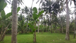Penerapan Agrofestri pada lahan kering dengan tanaman kelapa dan pisang (Dokpri)