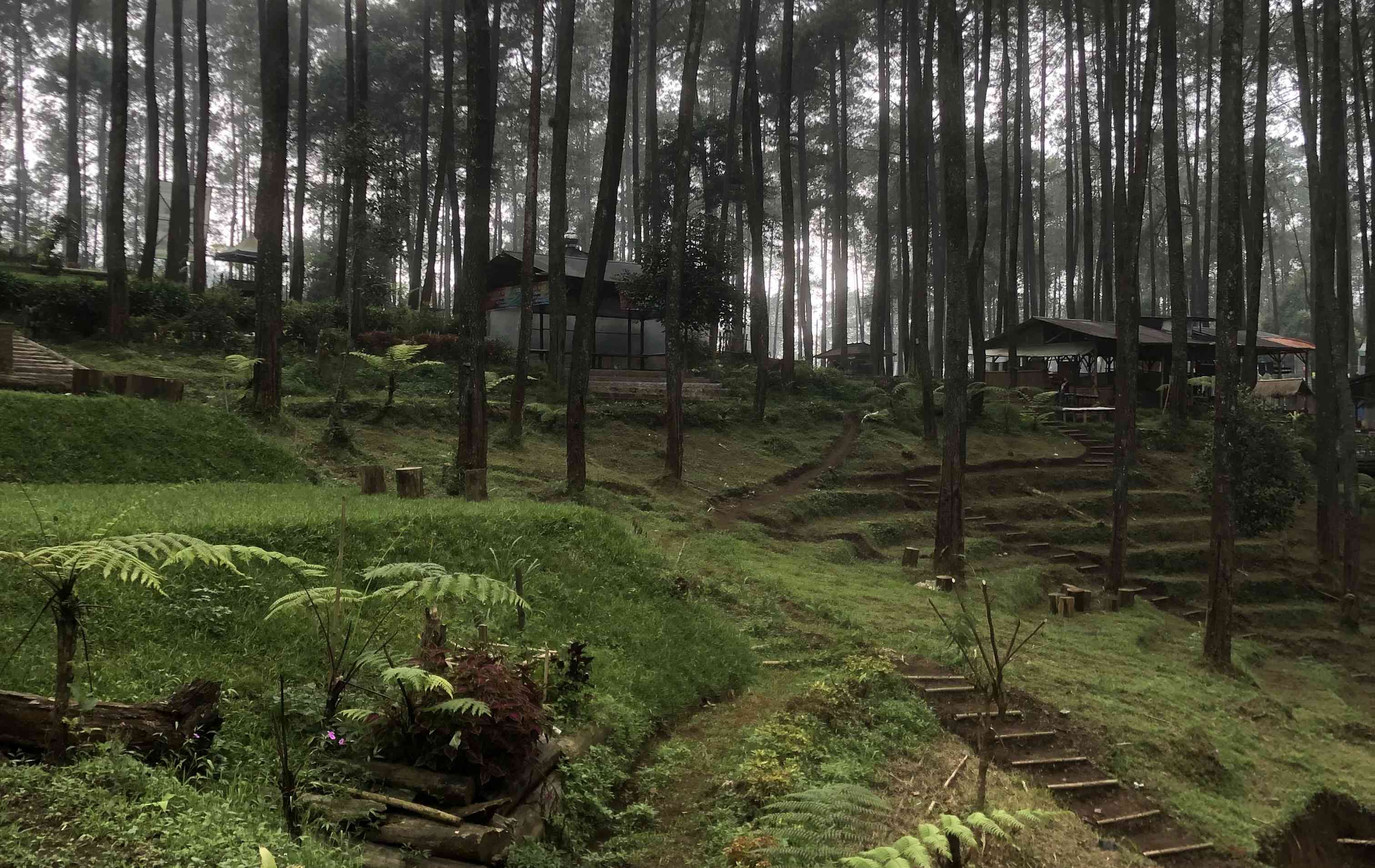 Hutan Pinus Cikole (Dokpri)