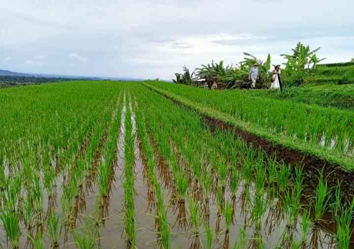 Jatiluwih, Tabanan, Bali (dokpri)