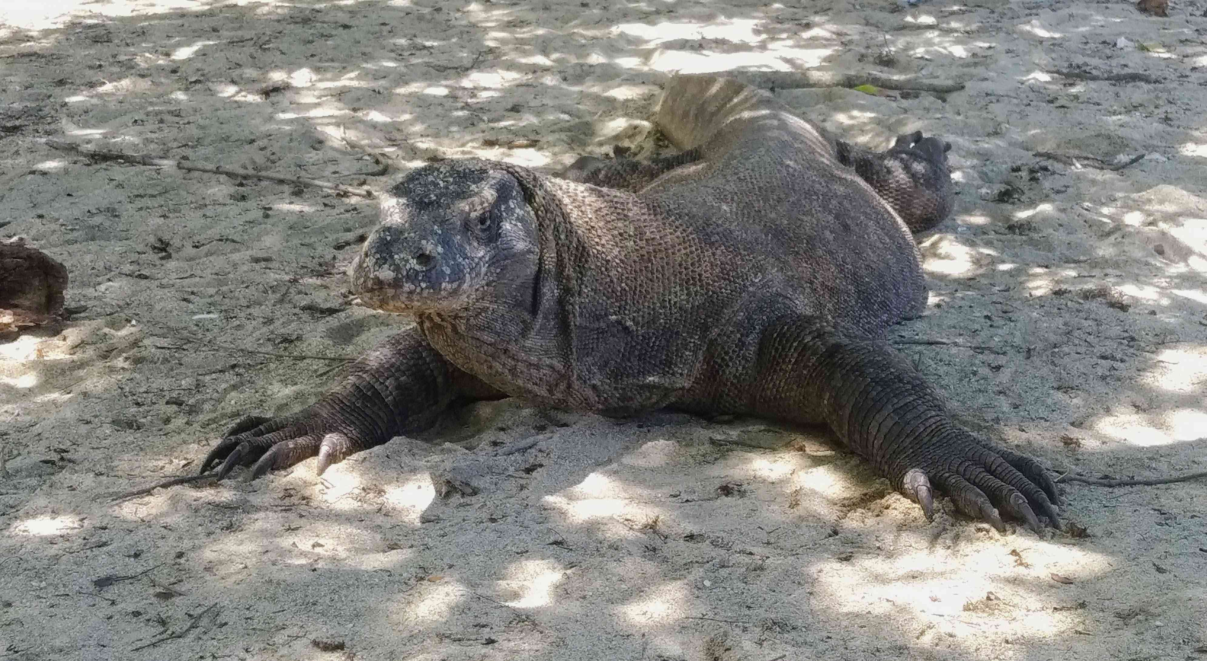 Melihat Komodo (Dok. Pribadi) 