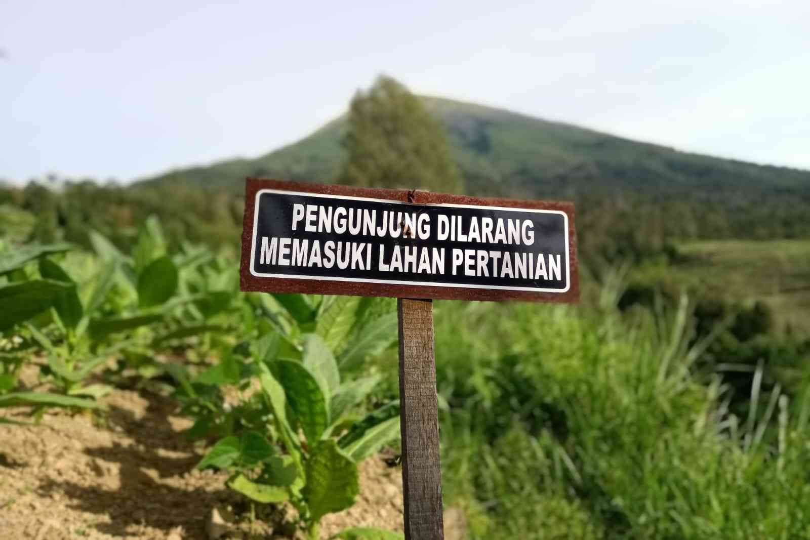 Area lahan pertanian milik warga (foto by widikurniawan)