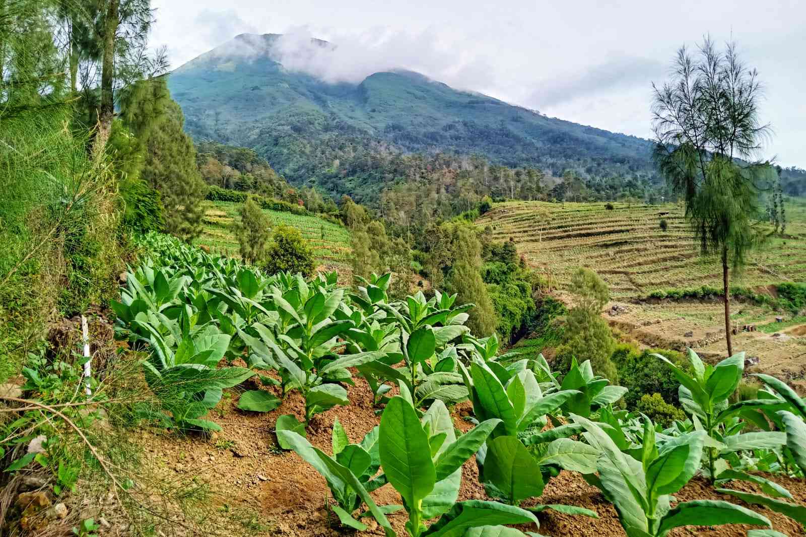 Gunung Sindoro dan tanaman tembakau yang terhampar (foto by widikurniawan)