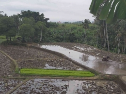 Penerapan sistem Irigasi Subak di Bali (Dokpri)