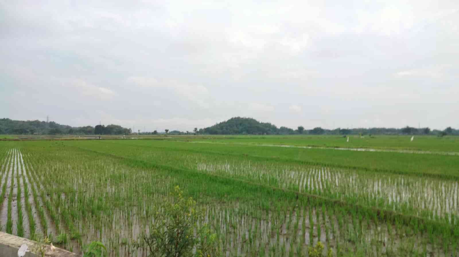 Ilustrasi sawah di kampung halaman yang indah (Foto: Dokumentasi Pribadi) 