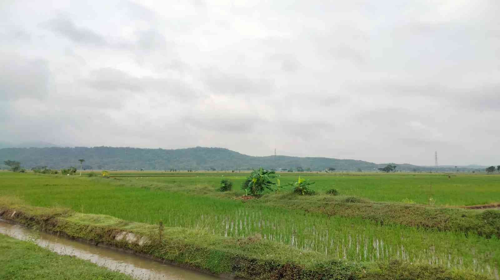 Ilustrasi hamparan sawah saat memasuki kampung halaman (Foto: Dokumentasi Pribadi) 