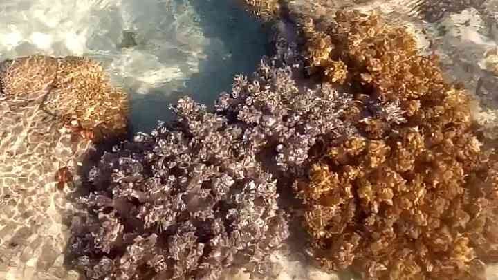 Saat surut,  bunga karang di Gili Sulang bisa dipandangi di setinggi betis.Dokpri