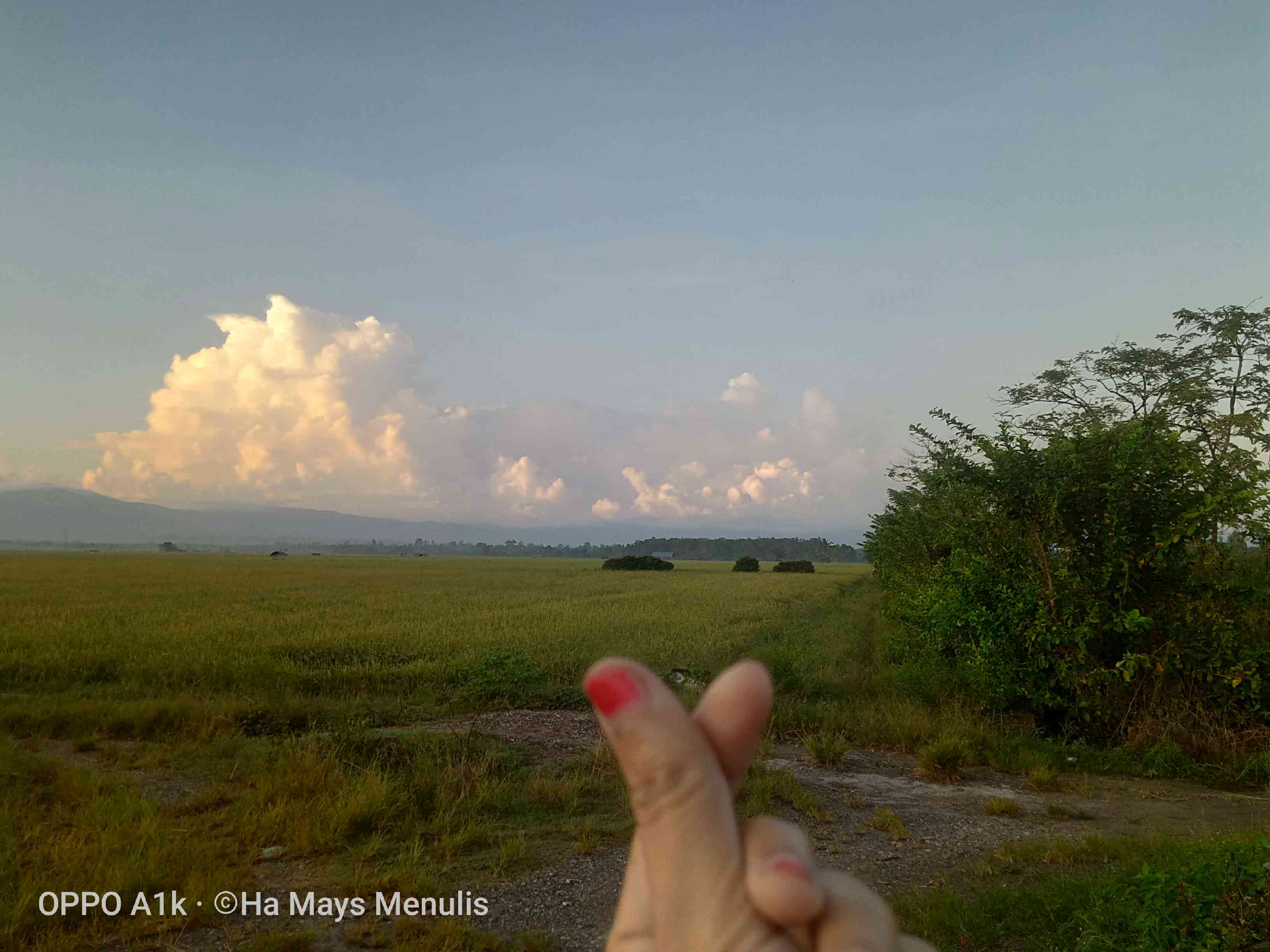 Persawahan area transmigrasi, Desa Waekerta, Pulau Buru. Dok: pribadi