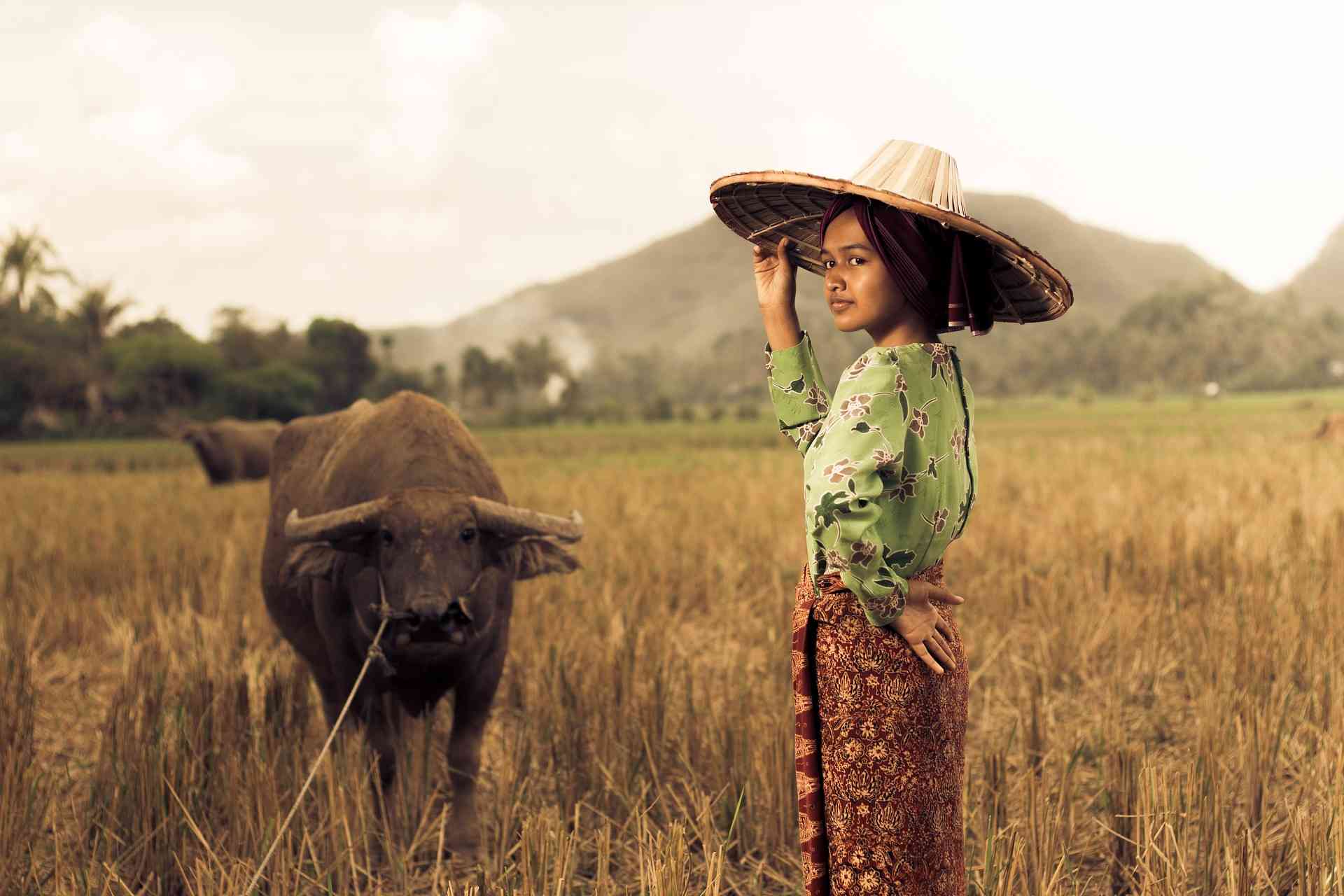 Foto gadis desa dan kerbau di sawah. ( Sumber gambar: Pixabay.com)