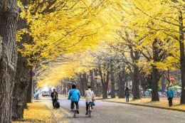 Wisata Ke Jepang Untuk Melihat Bunga Sakura Bermekaran | Sumber Travel Kompas