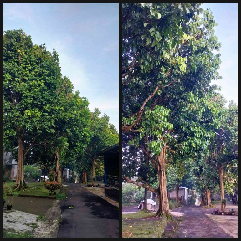 Pohon-pohon duku di Desa Wisata Gedangan tumbuh di depan rumah warga (DokPri)