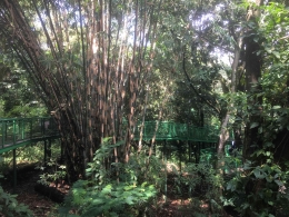 Pohon Bambu: dokpri