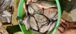 Hasil panen ikan dari kolam di samping rumah Hartini bisa untuk dimakan dan dijual (Dokumentasi pribadi)